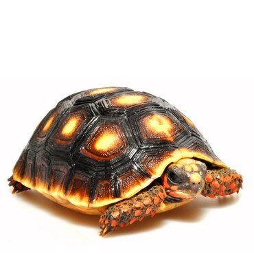 Red Foot Tortoise